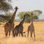 serengeti park