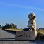 Reisen mit hund