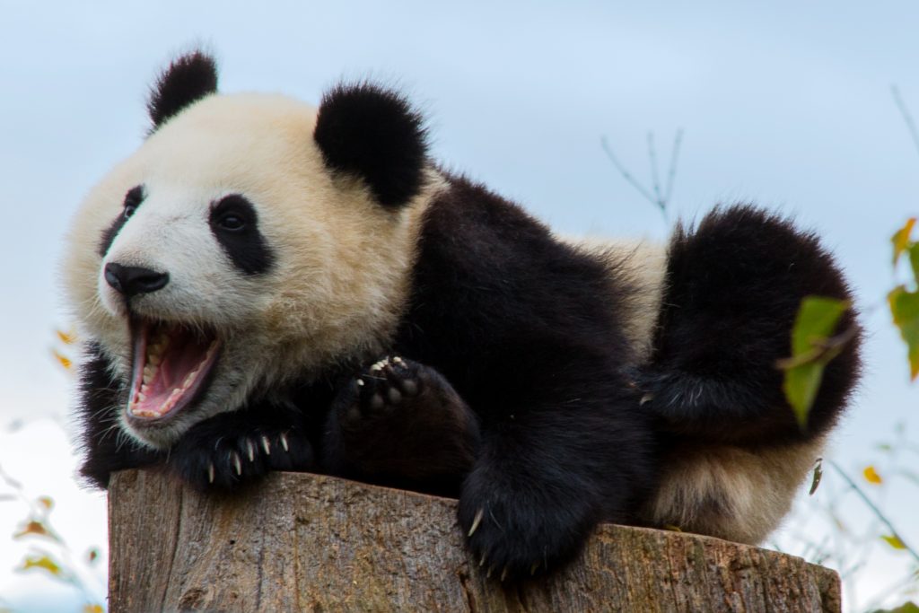 Urlaub in China - Pandabör