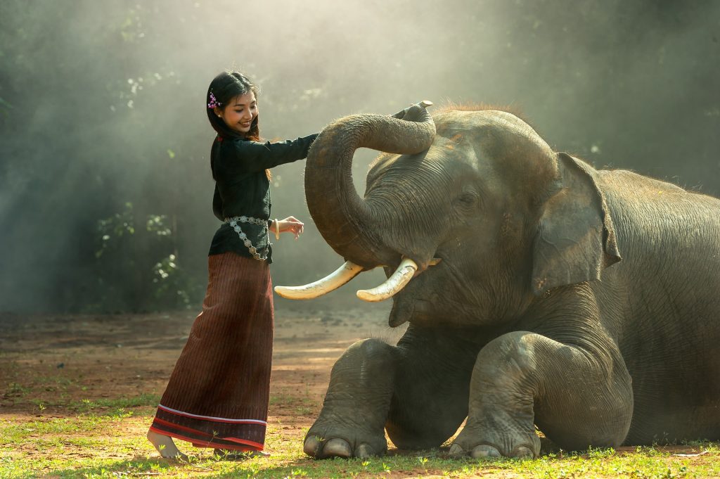 Reise nach Thailand Elefant