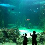 Sealife Oberhausen bis zu 40 % Sparen