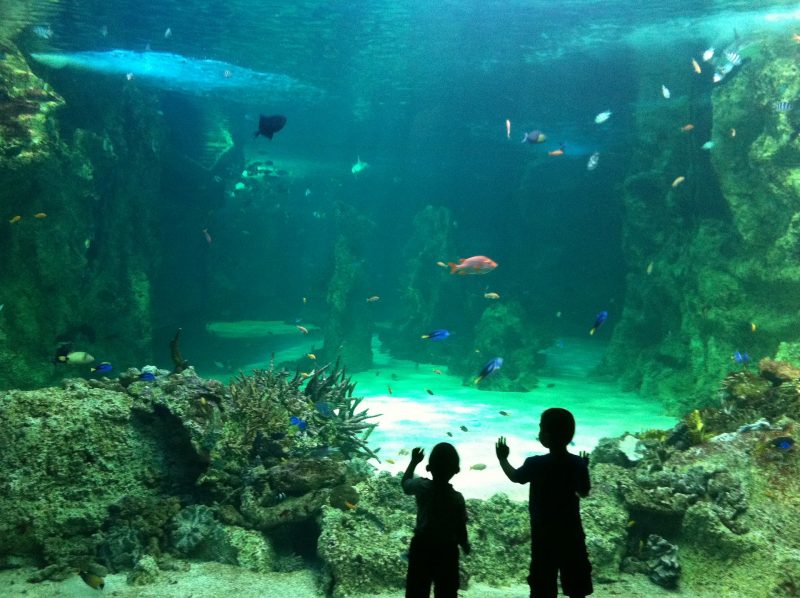 Sealife Oberhausen bis zu 40 % Sparen