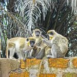 Affen in Gambia Single Urlaub nach Gambia eine Woche günstig ab 463,00€