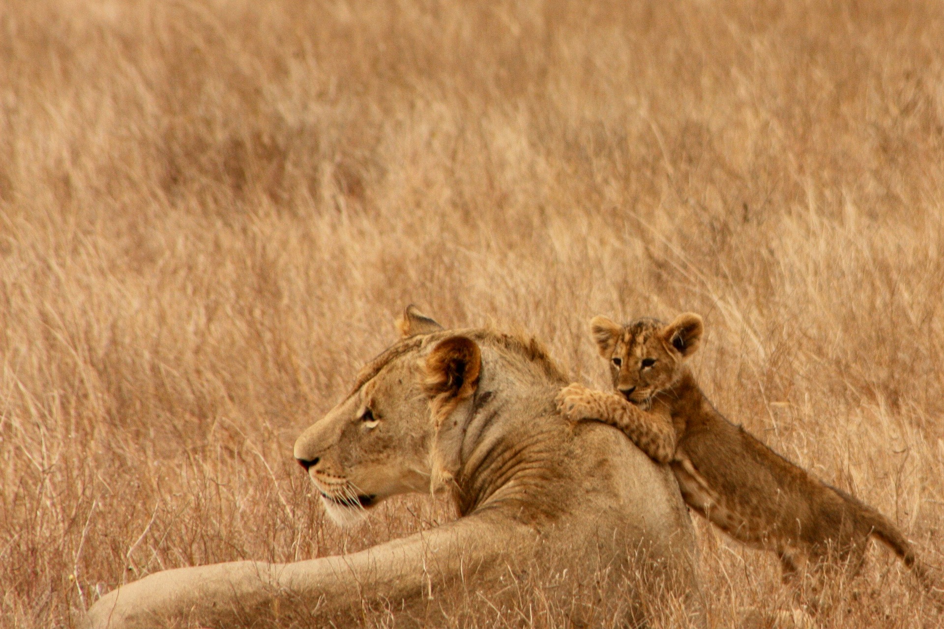 Bewundern Sie die schönen Löwen auf der All Inclusive Rundreise -Safari Kenia inklusive Badeurlaub
