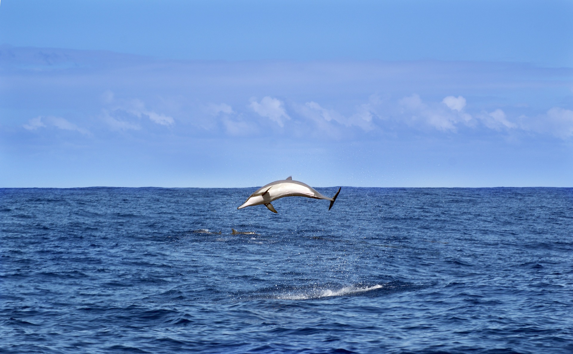 Es ist keine Seltenheit Delphine auf La Réunion zu sehen