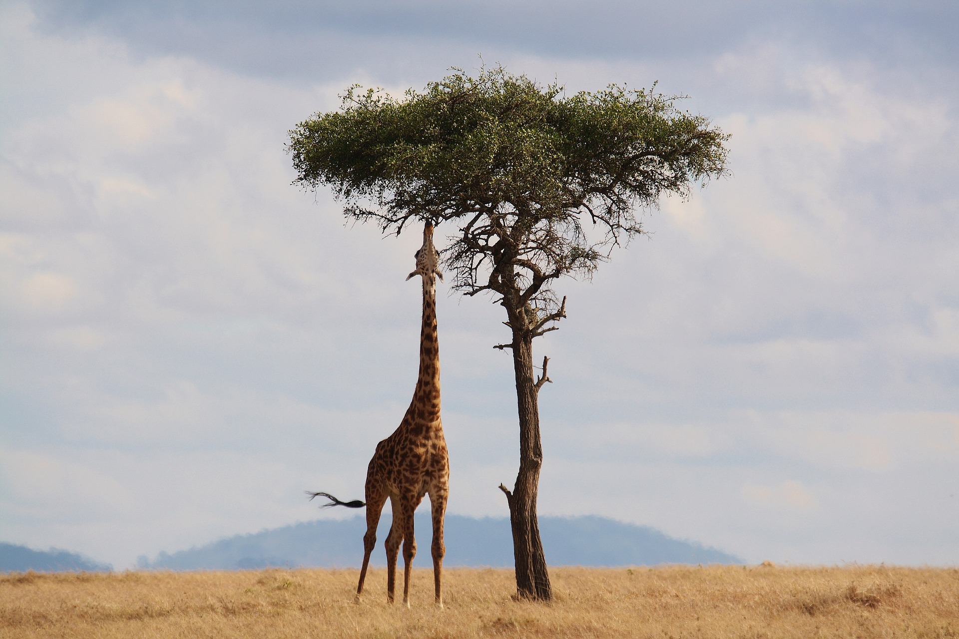 Giraffen auf der Rundreise in Kenia