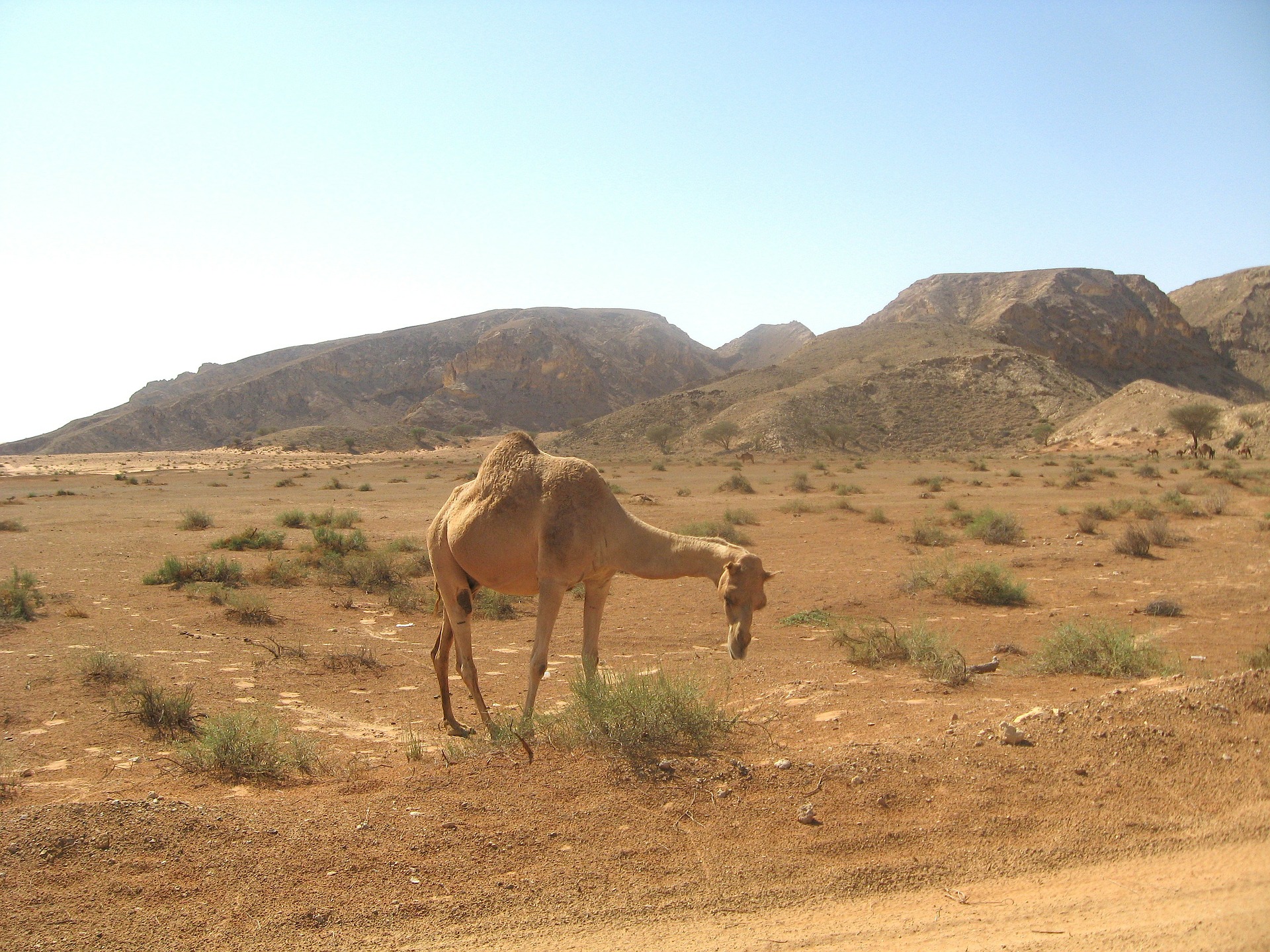 Kamele - während des Urlaub in Dubai
