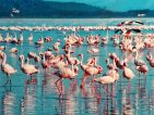 Pinke Flamingos sind nicht nur in Kuba vertreten bei Ihrer All Inklusive Rundreise in Kenia werden Sie diese auch finden