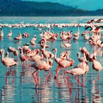 Pinke Flamingos sind nicht nur in Kuba vertreten bei Ihrer All Inklusive Rundreise in Kenia werden Sie diese auch finden