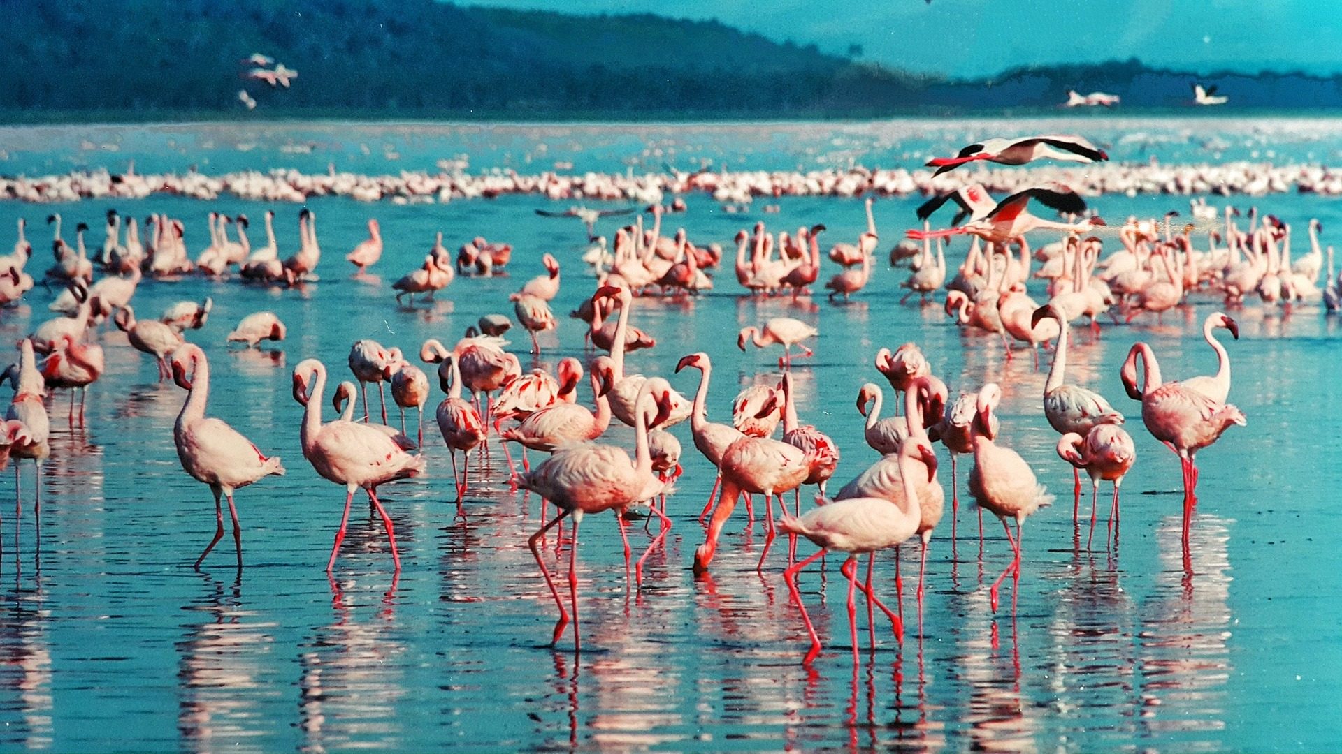 Pinke Flamingos sind nicht nur in Kuba vertreten bei Ihrer All Inklusive Rundreise in Kenia werden Sie diese auch finden