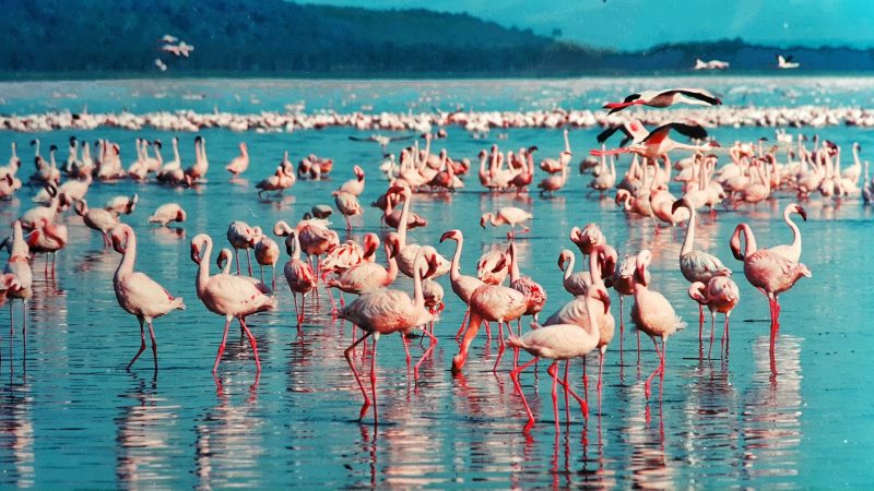 Pinke Flamingos sind nicht nur in Kuba vertreten bei Ihrer All Inklusive Rundreise in Kenia werden Sie diese auch finden