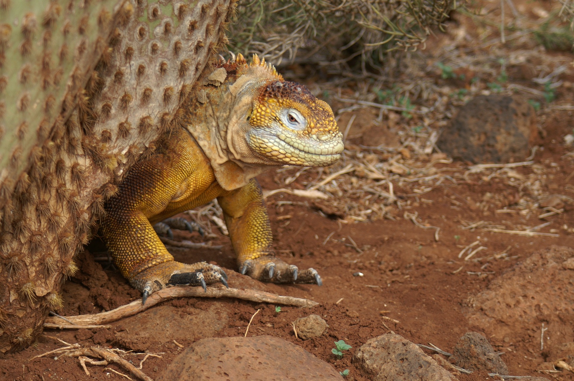 Galapagos Inseln - Der Beweis für Dionsaurier auf Erden