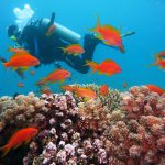Hurghada Tauchen in Ägypten - Tauch ins Rote Meer Hurghada Tauchen in Ägypten - Tauch ins Rote Meer
