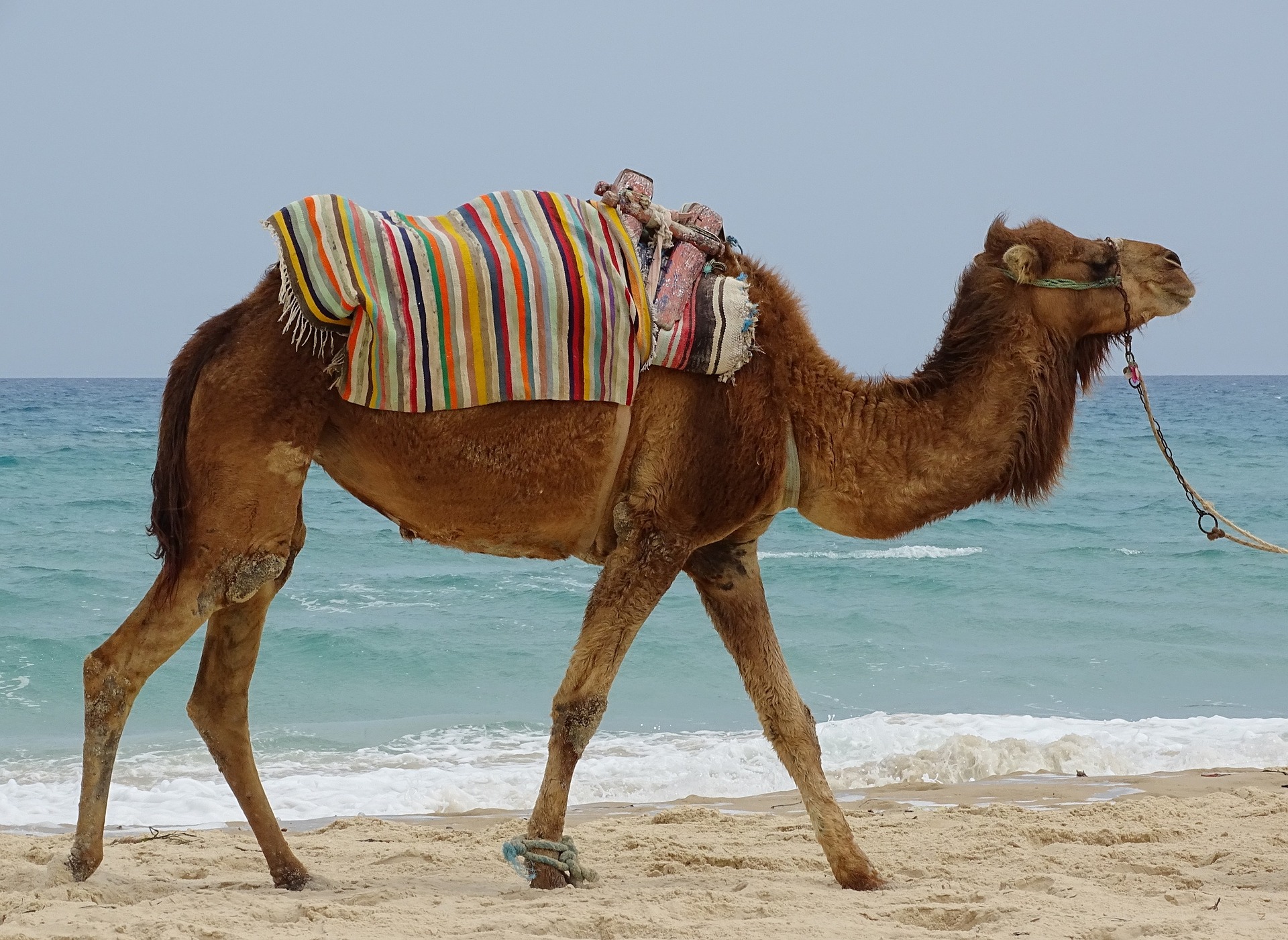 Tunesien, wie fast jedes Nordafrikanische Land ist auch diese geprägt vom Kamel um von a nach b zu kommen