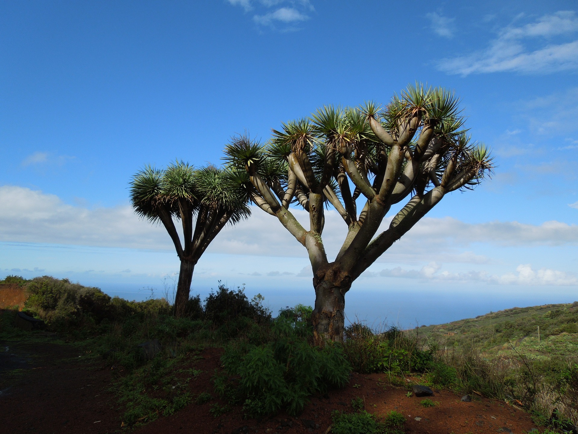 Drachenbaum auf der Insel - hier hat die Landschaft einen afrikansichen Flair auch wenn wir uns auf europäischem Boden befinden