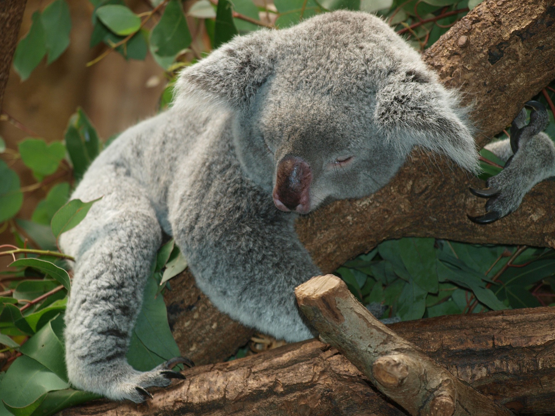 Du liebst Koalabären genau so wie ich, dann bist du in Australien richtig aufgehoben