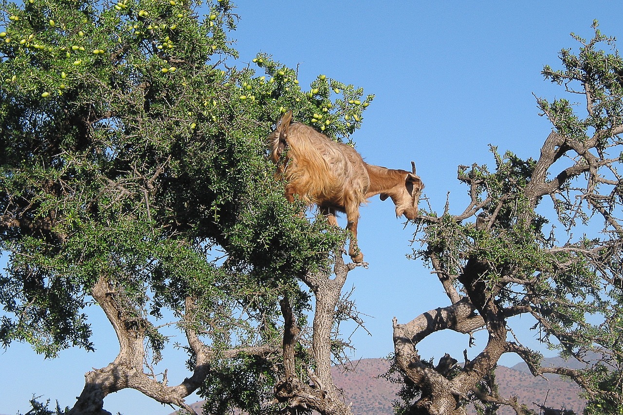 Es ist normal Ziegen in Nordafrika auf Bäumen zu sehen