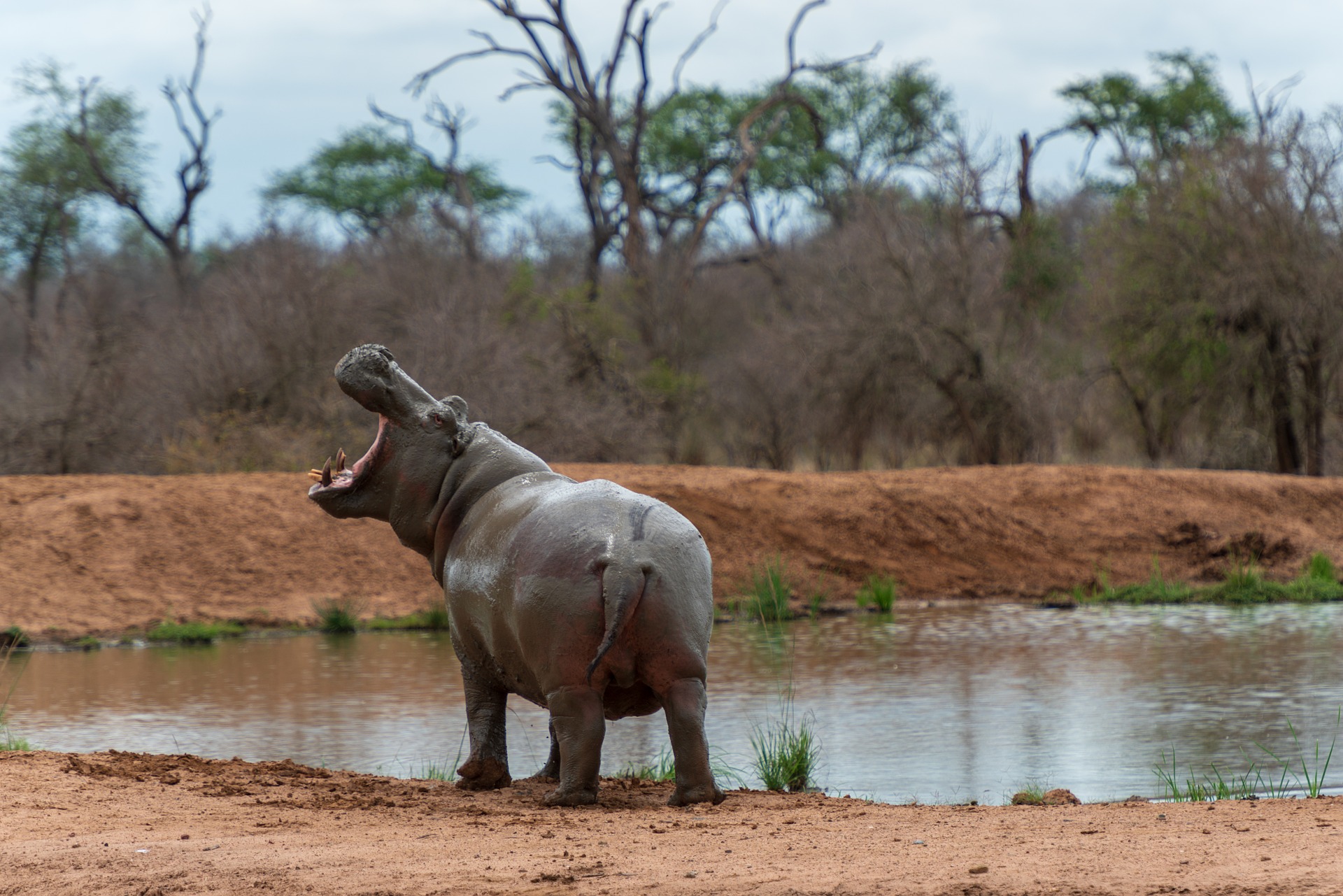 Hippo's der Geheim Tipp für eine Safari in Afrika