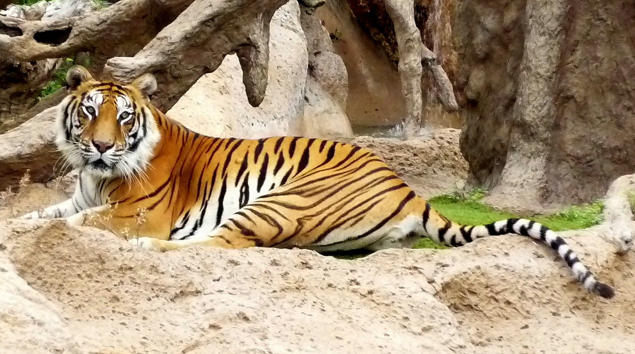 Selbst Bengalische Tiger sind auf der Insel zu sehen im Loro Parque ab 37,00€