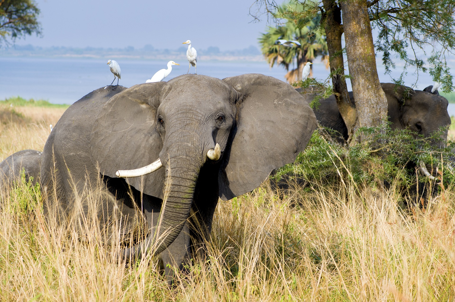 Uganda was gibt es schöneres als eine Safari in Afrika zu unternehemen