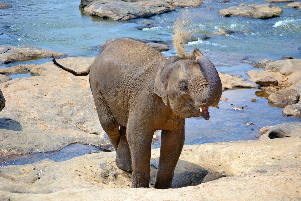 Na ist dieser Baby Elefant Grund genug um ein Monat in Sri Lanka zu leben