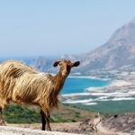 Kreta Ferien ab 196,00€ 1 Woche genießen Griechenland