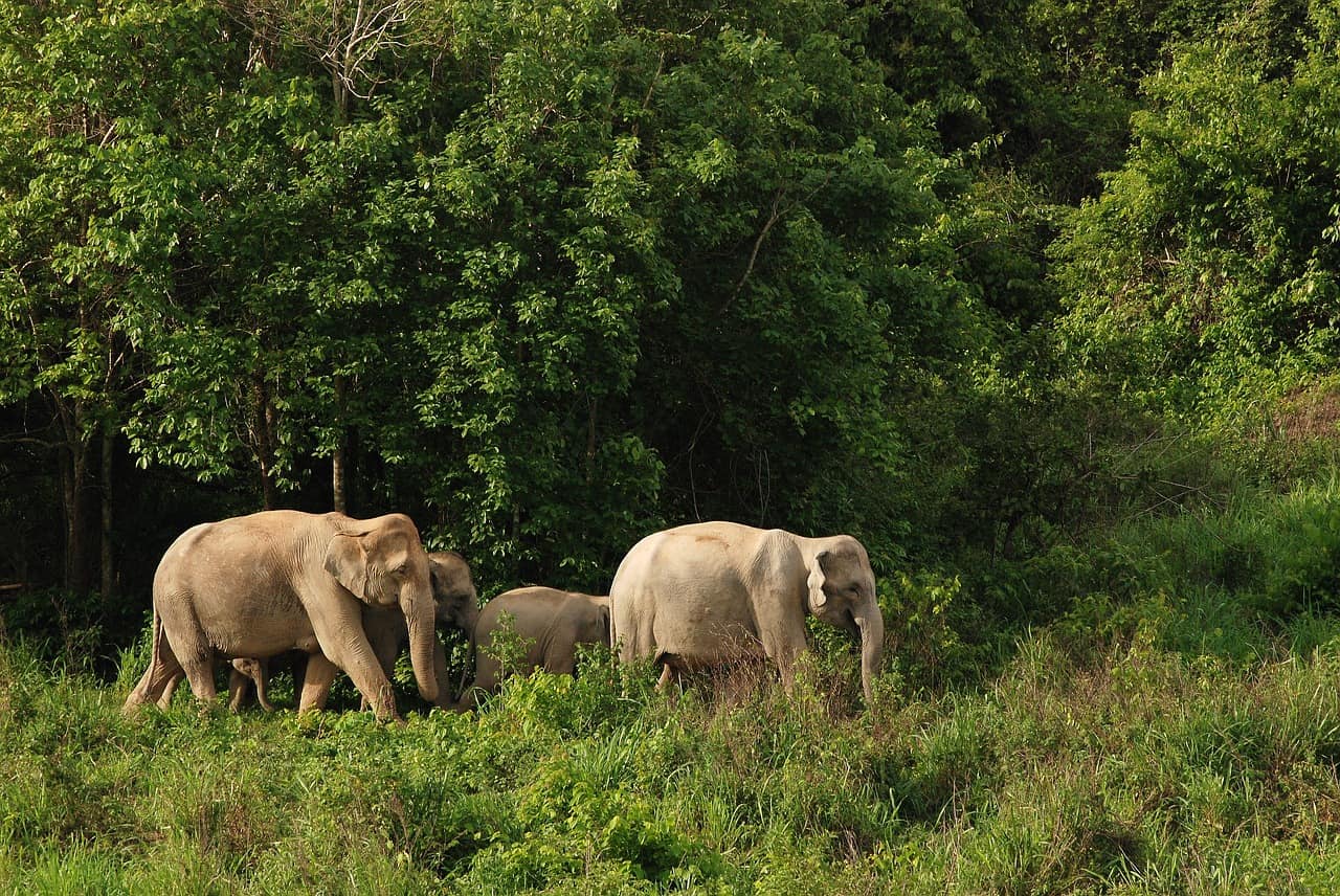 Nationalpark Khao Sok das Elephant Hills Camp