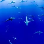 Aquarium Palma - nur 25,50€ ohne Anstehen | Mallorca Aquarium Palma - nur 25,50€ ohne Anstehen Mallorca
