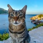 Mallorca Flug nur 4,49€ mit LAUDAMOTION Billig Flüge