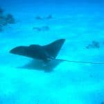 Sharm el Sheikh Urlaub - nur 164,00€ Pauschalreisen 1 Woche