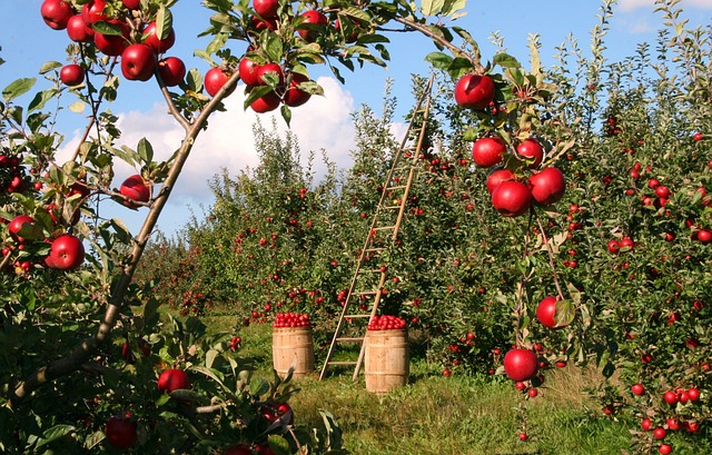 Hessische Apfelwein- und Obstwiesenroute – Genuss, Natur & echte Geheimtipps rund um den Apfel 3 Hessische Apfelwein- und Obstwiesenroute