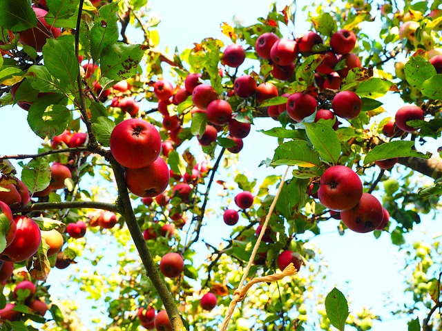 Hessische Apfelwein- und Obstwiesenroute – Genuss, Natur & echte Geheimtipps rund um den Apfel 2 Hessische Apfelwein- und Obstwiesenroute