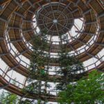 Deutschlands spektakulärste Baumwipfelpfade – Natur von oben erleben