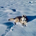 Austrian landscape dog