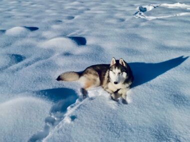 urlaub mit hund österreich eingezäuntes grundstück 5