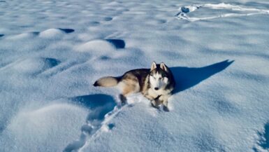 urlaub mit hund österreich eingezäuntes grundstück 1