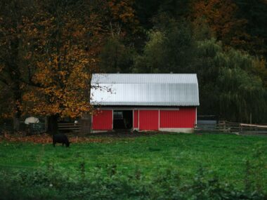 urlaub bauernhof schwarzwald mit tieren für kleinkinder 4