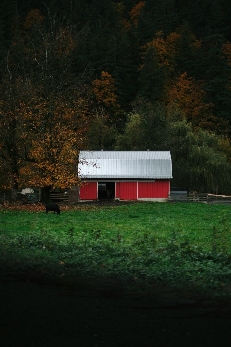 urlaub bauernhof schwarzwald mit tieren für kleinkinder 1