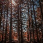 Wandern für Einsteiger in wenig bekannten Regionen harz mountains